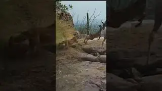 Bobcat Pounces on Fawn! No Escape! #wildlife #bobcats #deer #nature #shorts #fyp #youtubeshorts