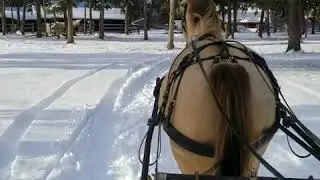 Cougars Got Pep,  AQHA amber champagne gelding