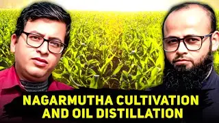 Agarbatti Business Nagarmutha Cultivation & Oil Extraction Full Guide 