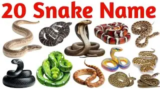 20 साँपों के नाम | 20 Snake Names in English and Hindi | Kids Learning Reptile Educational Video