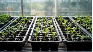 Ep.21 | Cultivo Vegetales Desde Cero en mi Huerto en mi Patio Trasero 🥕🍅 | Tipos de Semilleros 