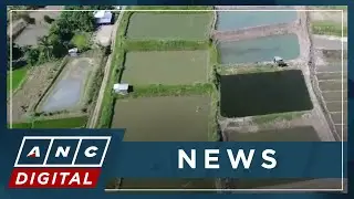 BFAR: Measures in place to minimize effects of El Ni&ntilde;o on aquaculture | ANC