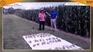 Deep Dive: Mid-season corn rootworm field visit & preliminary results (Part 2) (Session 4)