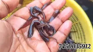 Desi Singhi Fish seed available season 2024, All types of catfish seed available in low price