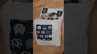 Tiny Ferret Bed!