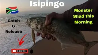 OFFROAD4LIFE,  Fishing in Isipingo,  Shad catch and release