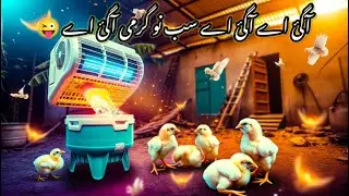 Summer is coming | how to protect your chicks from heat #shamo #aseel #heera @shehrmaindihat