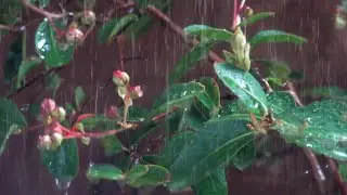 Fall Asleep Within 3 Minutes Heavy Hammering Rain Sound And Thunder 1 Hour