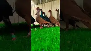 Danish pigeon 🕊️