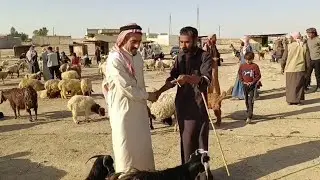 سوق النشوة الغربية28آيار2024//أسعار الغنم وحركة السوق.وأسعار المعز الجنية. والحليب