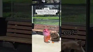 CAT MEMES 🐱 Unexpected meeting of 3 class companions #shorts #catmemes #relatable