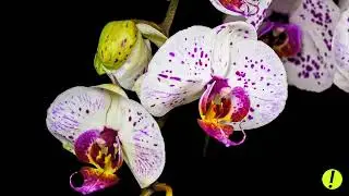 Chautastic! Orchids Blooming Music Vet Thuong Cuoi Cung