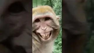 Laughing monkey🙈🙈🙈#monkeys#animals#monkey#funny
