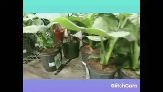 Lowes Nursery visit, Anchorage, Alaska