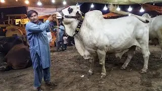 Cow Mandi 2019 |  HEAVIEST BULLS VIDEO | BAKRA MANDI PAKISTAN | COW MANDI PAKISTAN