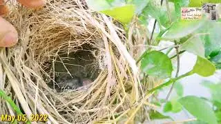Grabe!!! Ang daming Bird Nest sa aming Backyard 👍😉😊  By:AnalynMix Vlog