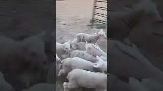 Sheep try to escape, but the dog thinks otherwise! #dogs #dogshorts #wrangler #ranchlife