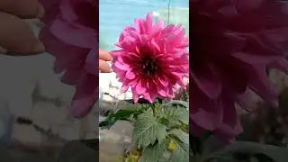 Dahlia Flower 🌸 Big Bloom Beauty | Winter Garden Favorite #shortvideo #short #garden #youtubeshorts