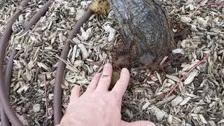 Greater Peach Tree Borer