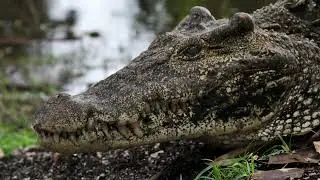 Horned Cuban Crocodile | The Most Aggressive and Unique New World Crocodile with Astonishing Horns