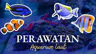 PERAWATAN GANTI AIR AQUARIUM LAUT AKU‼️|| WATER CHANGE NANO REEF TANK AKU‼️🥳