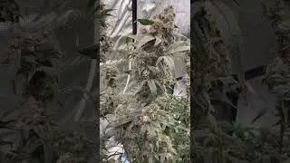 #nightowlseeds #grapedeebo #spiderfarmerled #autopot #gorillagrowtent