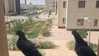 Two little birds sit on my window 