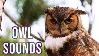 Great Horned Owls Calling To Each Other!