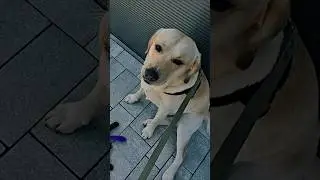 #sostav #sostavdecor #labrador #labradorretriever #bruno #shopping #spacereels #like #love #kocham