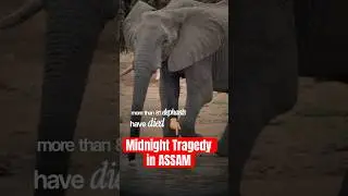 Horror on Tracks! Rajdhani Express Ploughs Into Elephant Herd in Assam