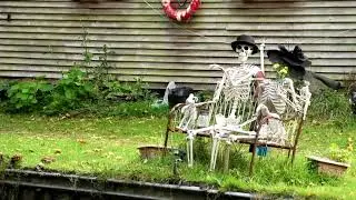 Skeltons, Funny bones. 