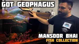 My New Geophagus Fish | Featuring Mansoor Bhai&rsquo;s Aquarium Gems - Imran's World
