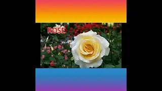 Orginal beautiful flowers GRC KIDS