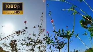Beautiful flowers  | COLOR GRADING PART 58
