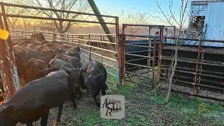 Shipping Mashona Cross Bull Calves