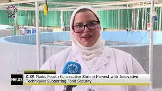 KISR Marks Fourth Consecutive Shrimp Harvest with Innovative Techniques Supporting Food Security