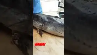 limpeza de bagre modo f&aacute;cil #luiz #gustavo #peixe #fishing #shots #viral #limpar #bagre #coaching