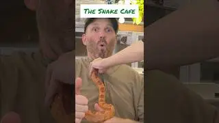Snake Cafe In Japan