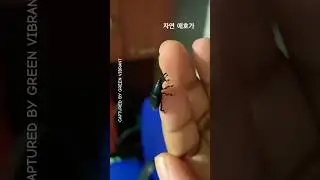 Night time friend! A black beetle with a long nose is likely a weevil, amazing right? | #shorts