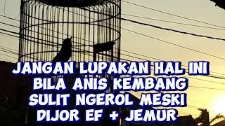 Cara Menemukan Pola Rawatan Anis Kembang Yang Sulit Ngerol