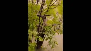 Amazon River Cruise#nature#travel#shorts