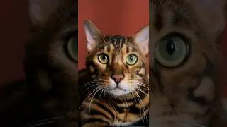 Не грусти, Нельсон! #кусьшоу #котики #челленджи