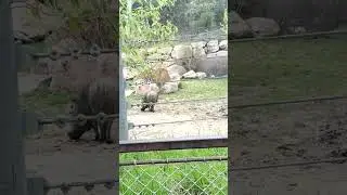 Warthog duet! #family #singing #warthogs #fatherdaughter #americanidol #zoo