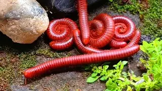 A close-up look at the unique forest millipede colonies #ForestMillipede #millipedecolony #Insects