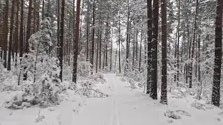Прогулка на лыжах по лесу за деревней Иваново