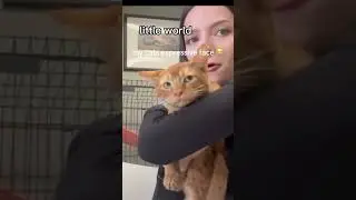 Cat funny videos 