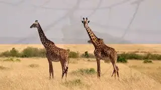 The Towering Migration of the Giraffe
