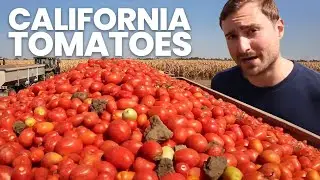 A Tomato's Journey: Exploring a California Tomato Farm
