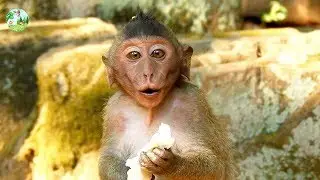 Very pity!!Poor little Timo cry so sad lost mom Tima,Poor Timo cry mom,Why mom leave him alone