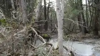 Winter in the Swamp
